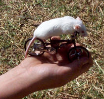 mousebike.jpg